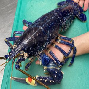 Alternative view of Homard bleu européen